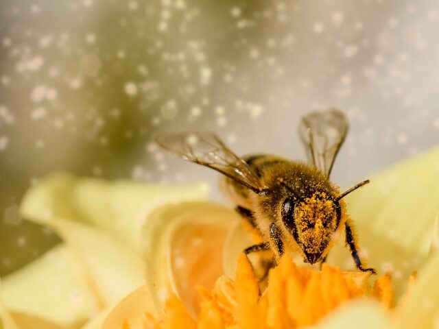 pollen-allergia_pic1