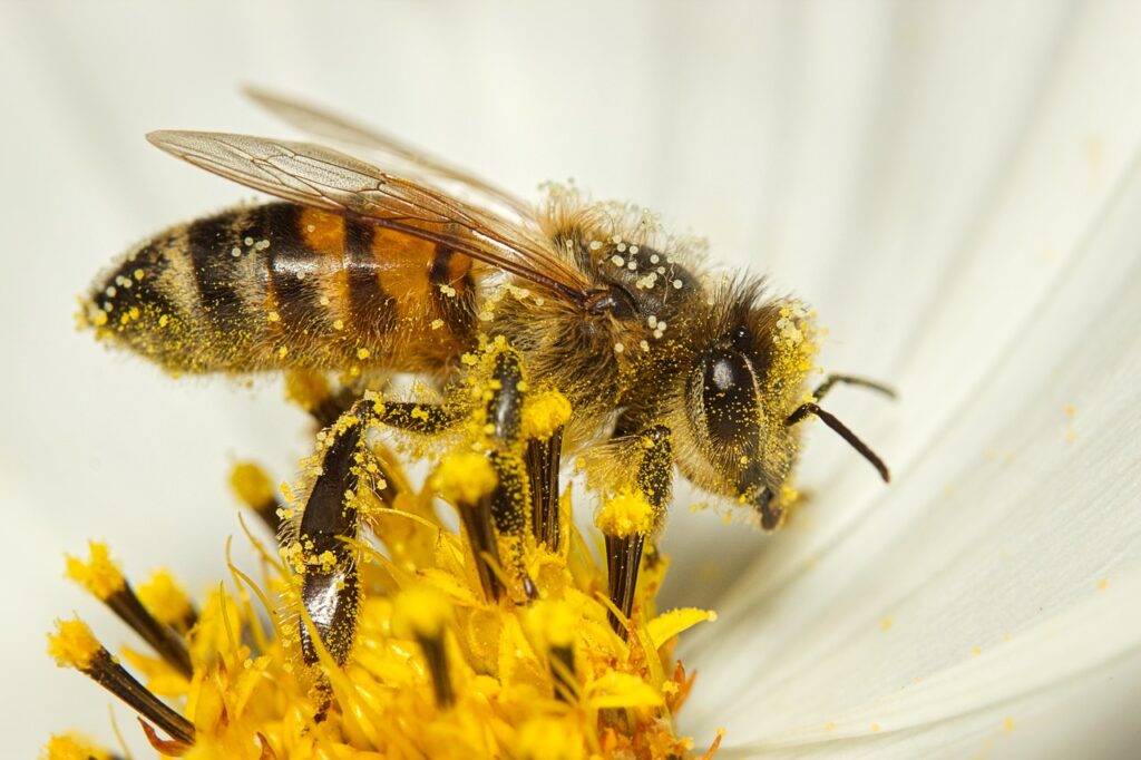 pollen-allergia_pic2
