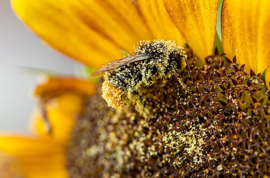 pollen-allergia_pic3
